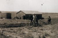 Ota working in Beit Yitzhak, 1949-1950
